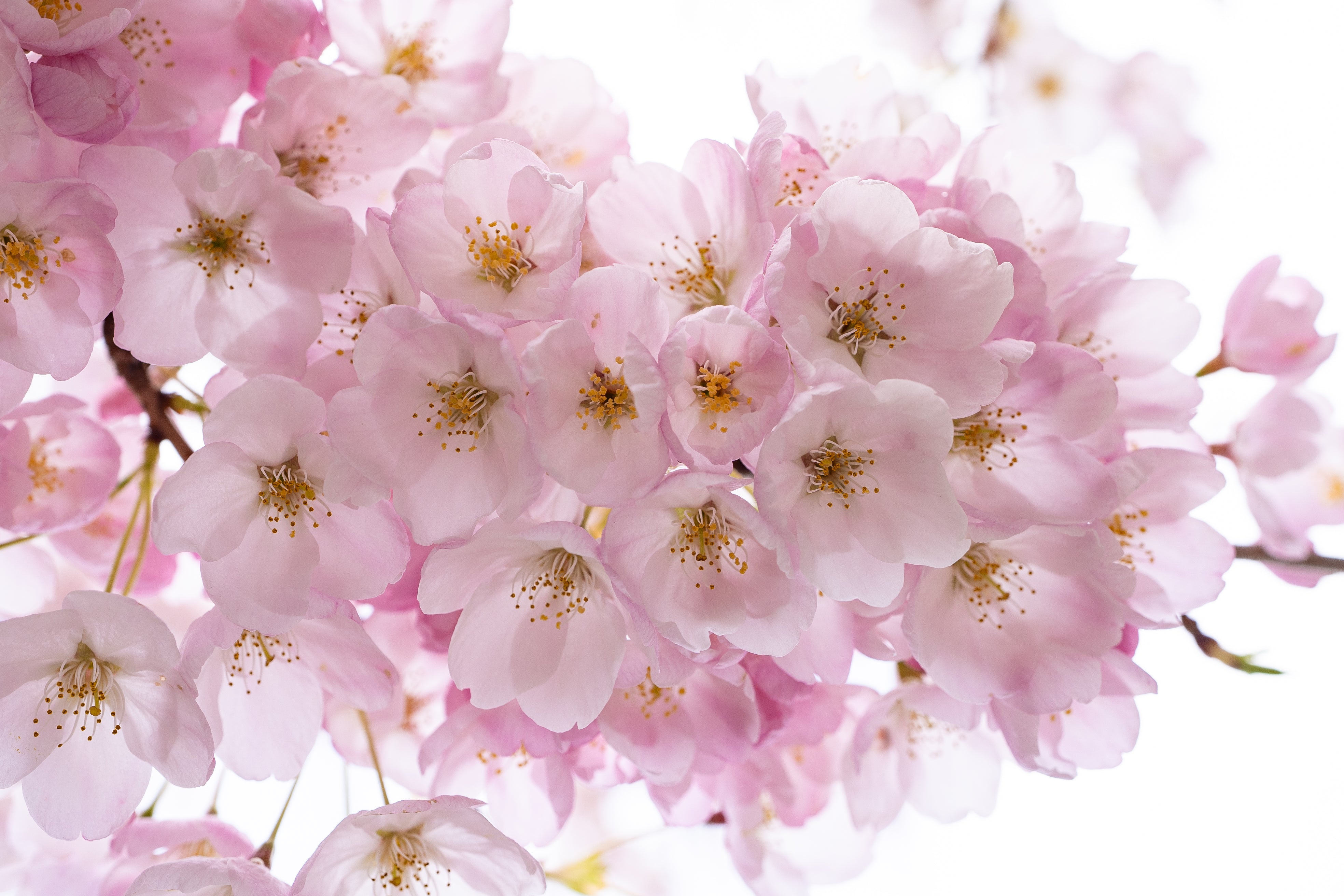 pastel-pink-cherry-blossoms-in-spring.jpg